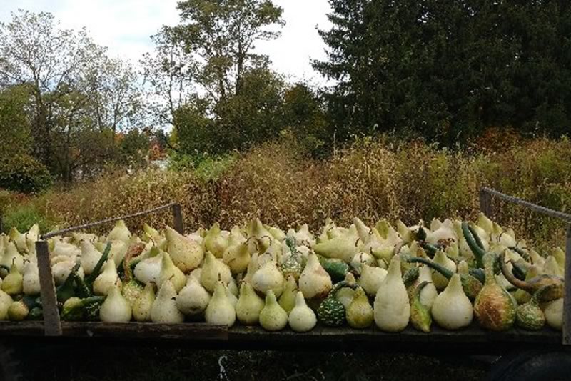 gathering  plain gourds
