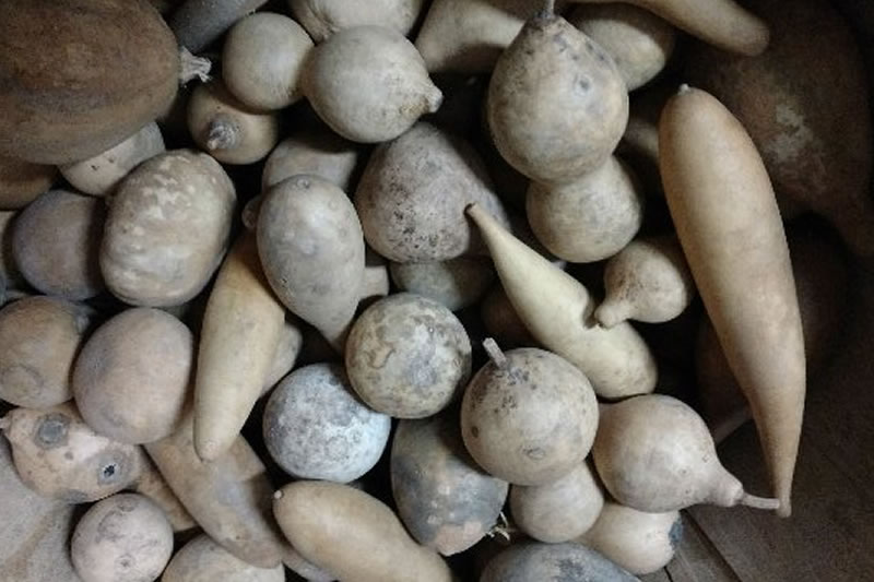 Misc plain gourds