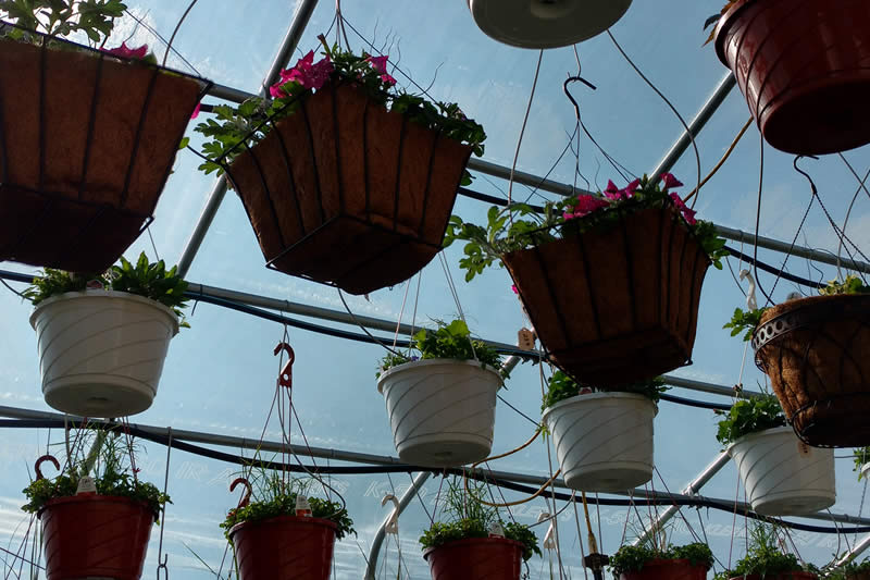 hanging baskets